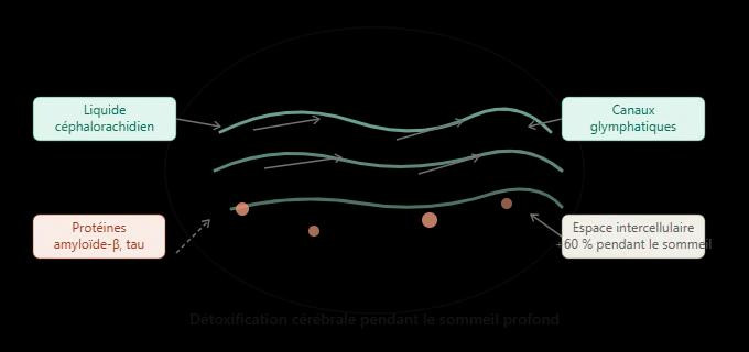 glymphatic_system_sleep
